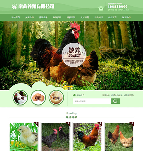家禽母鸡养殖类网站模板